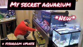 GIVING MY SECRET FISH A NEW AQUARIUM!! + FISHROOM UPDATE