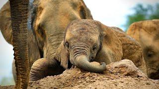 Murera's Calf Mwana Turns One Year Old | Sheldrick Trust