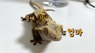 그 엄마에 그 애기 도마뱀