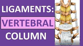 Ligaments of Vertebral Column Anatomy (Nuchal, Interspinous, Supraspinous)