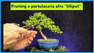 Maintenance pruning a portulacaria afra lilliput bonsai #bonsaiforbeginners #portulacariaafra