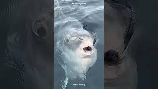 Why Do Fishermen Throw This Giant Fish Back Into the Ocean? #Animal #AnimalFacts #MarineLife