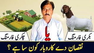 بکری فارمنگ یا چکری فارمنگ ؟پاکستان میں کون سا کاروبار نقصان میں ہے ؟|Dhool goat farm