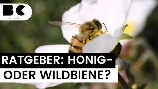 So erkennt man den Unterschied zwischen Honig- und Wildbienen!