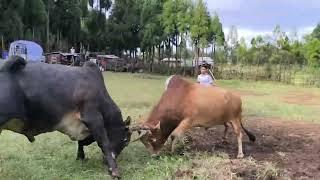 PUWIEH NA SOHIONG  SYANG BAHRANG NA JINGKIENGIONG MYNNE KA SNGI HA MAWMUTHOH