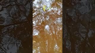 Reflejo 72 fractales #nature #handpan #relaxing #meditation