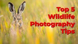 5 Wildlife Photography Tips For Beginners