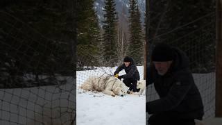 Tiny Snow White Wolf Pup Saved His Mother with Help of the Rescue Team #animals #rescue #humanity