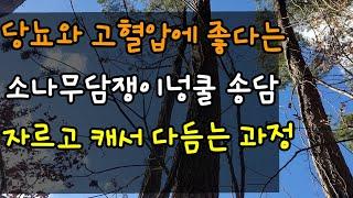 송담(소나무 담쟁이넝쿨)  수확 손질하는 방법 당뇨와 고혈압에 좋다는데 먹는 방법