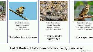 Birds of Order Passeriformes Family Passeridae sparrow, snowfinch