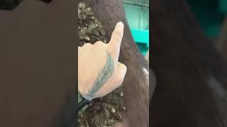 Wow wait till the end! What is that? #dinomania