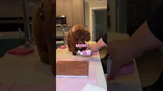 1st Paw painting #pawpainting #dogpainting #dogsofyoutube #ytshorts #asmr #poodle