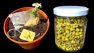 🟡 Sowing Chamomile from Tea Bags - 2 Methods