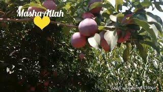 Fascinating Swat Plum Garden || Aloo Bukhara Ka Dilkash Baag || Shafi's Fashion & Vlogs