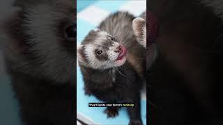 Safe and Engaging Toys for Ferrets #pets #shorts #ferret #educational