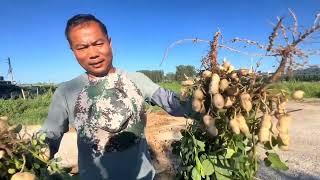 张俊伟392-8月11日郾城区黑龙潭花生田调研：使用多酶金的座果多下针多