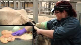 BCF Technology Ultrasonography of the bovine reproductive tract video 7 - The non-pregnant cow