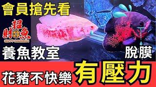 養魚教室- 離群..拒食的原因