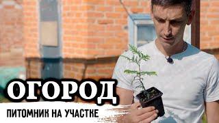 Питомник декоративных растений в огороде частного дома //  440 000 рублей за сезон у новичка