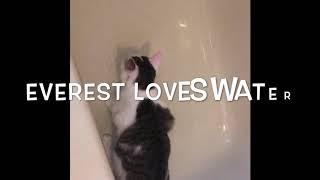 FUNNY CAT VIDEOS 2020||CUTE CATS