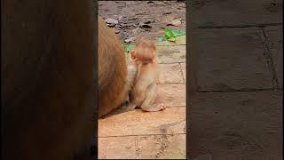 Luno: Growing Up Different 40 #shorts #cuteanimal #cutemonkey