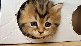 Cute Kittens playing a Box ( homemade free toy )