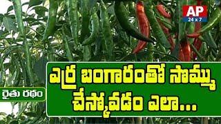 Warangal Farmer Mirchi Cultivation Techniques To Earn High Profits| Rythu Ratham | AP24x7