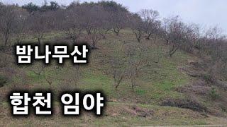 79번) 임야매매  밤나무산 합천임야 매매 땅선생 합천군임야 ( 산청임야 의령임야 창녕임야 )