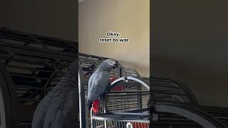 Gizmo is doing a Siri reset!! #africangrey #parrot #birds #funnyparrot