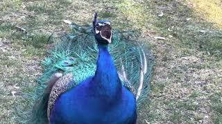 How Peacock Makes a Love Call