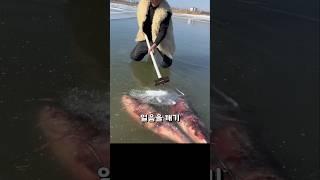 이 얼음 아래, 누가 이런 걸 꺼냈을까요?