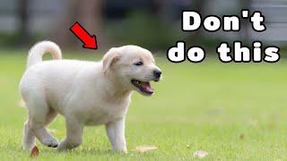 5 BIGGEST Mistakes Puppy Owners Make (And How to Avoid Them!)