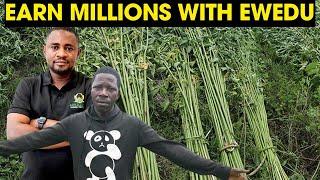 how to make money growing jute leaves -Ewedu