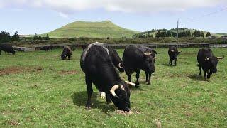 EG Wild Bulls - À Procura Dos Novilhos - Looking For The Youngest And Cattle Feed