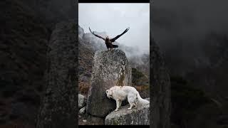 An Eagle Playfully Teasing a Dog in the Most Bizarre Way.  