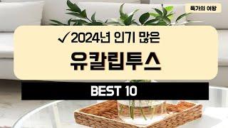 2024년 가성비 유칼립투스 추천 TOP10