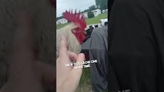 Her rooster wouldn't stop crowing so she did this 