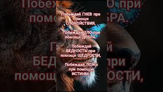 Мудрость Трансформации! #цитаты #знания #мудрость #осознанность #вдохновение #трансляция #жизнь