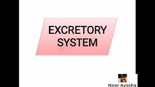 Excretory system| RD EXAM SYLLABUS/BSc/MSc syllabus topic|Noor Ayesha