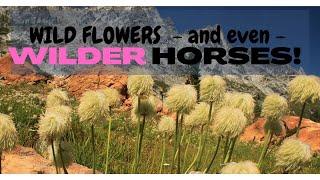 Clematis and horses | Wild plants and WILD horses @DannebergAcres #acreage #acreageliving #farming