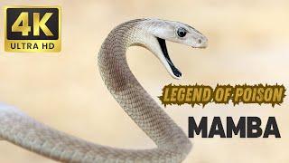 Legend of Poison MAMBA |  Zehreela  Snake MAMBA | comparison6