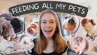 FEEDING ALL MY 10 PETS  // DAILY ROUTINE