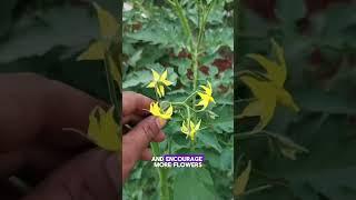 Growing Tomato at home#viralvideo #gardenning #homegardening #agriculture #farming #tomato #gardnig