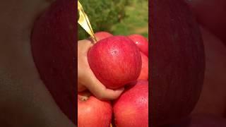 Enjoy Beautiful New Fresh Sweet Apple
