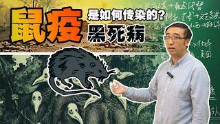 鼠疫是如何传染的？黑死病从未远离人类！