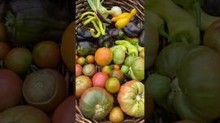 Huge garden harvest #gardenharvest #homegrown #garden #growyourownfood #harvesttime #harvest