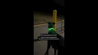 Transforming Pet Relationships: Japan's Breakthrough Emotion-Decoding Tech!