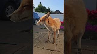 Golden Hour Suits Her #fox #wildfox #animals #foxes #animal #urbanfox #wildanimals #cute #urbanfoxes