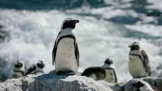 South African Penguins