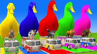 5 Giant Duck Cartoon,Cow,Mammoth,Tiger,Lion,Dinosaur,Paint Wild Animals Crossing Fountain Animation